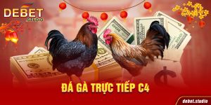 Đá gà trực tiếp C4