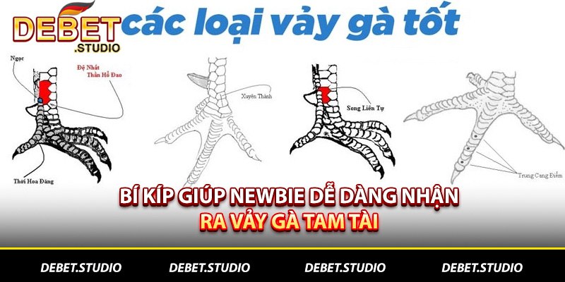Bí kíp giúp newbie dễ dàng nhận ra vảy gà Tam tài