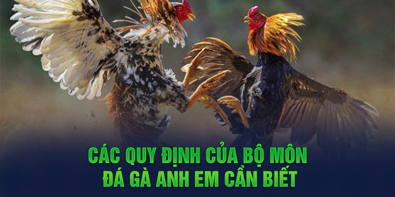 Thông tin giới thiệu về đá gà Thomo đến anh em