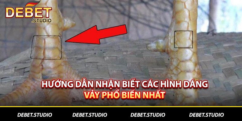 Hướng dẫn nhận biết các hình dáng phổ biến nhất