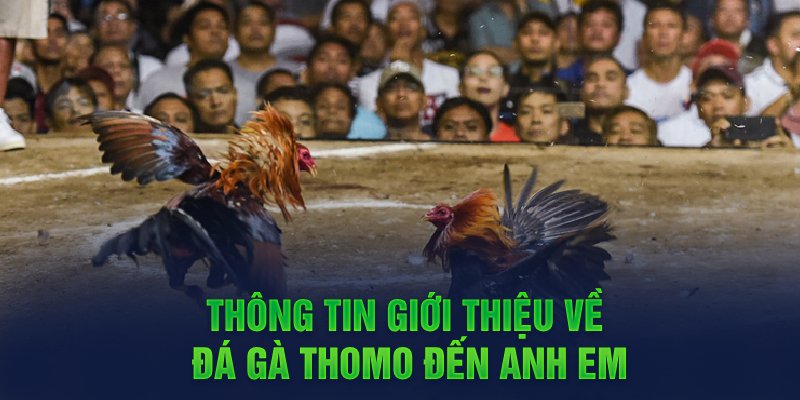 Quy trình tham gia đá gà tại Debet chi tiết nhất 