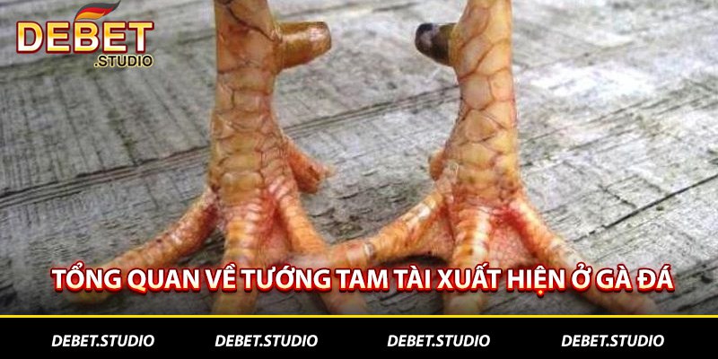 Tổng quan về tướng Tam tài xuất hiện ở gà đá