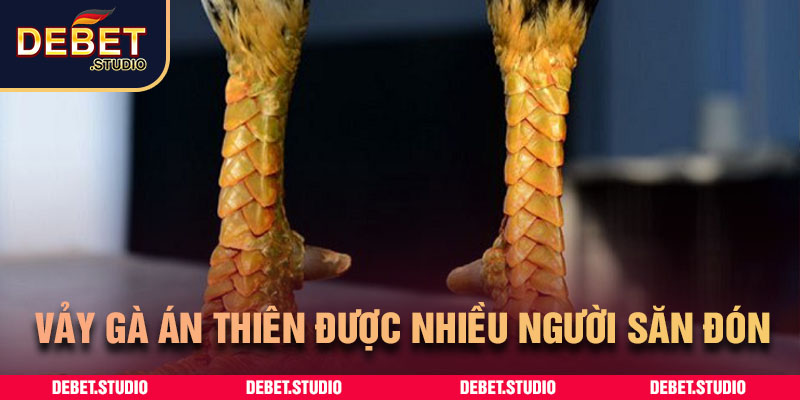 Vảy gà án thiên được nhiều người săn đón