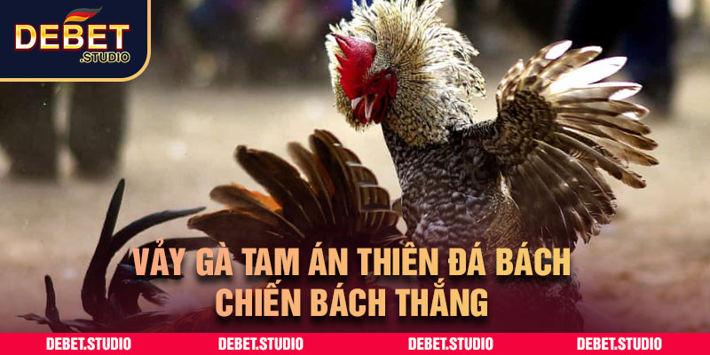 Vảy gà tam án thiên đá bách chiến bách thắng