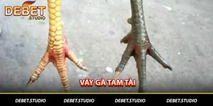 Vảy gà tam tài là gì