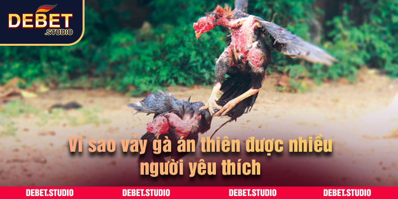 Vì sao vảy gà án thiên được nhiều người yêu thích
