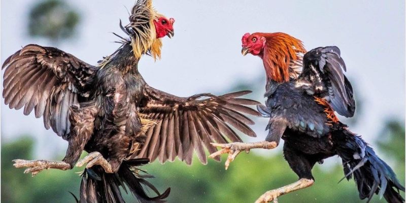 Cách chơi đá gà mạng đơn giản