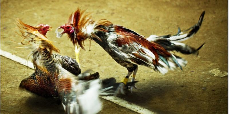 Lợi ích khi tham gia chọi kê trên mạng
