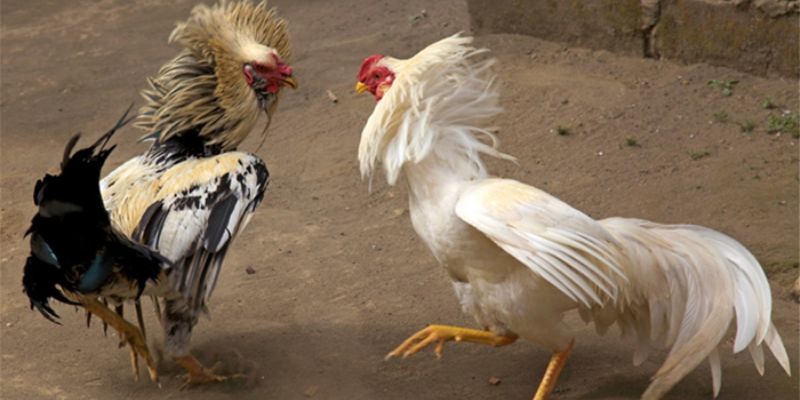 Tìm hiểu về hình thức chơi đá gà mạng