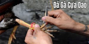 Cách thức để tham gia cá cược đá gà online
