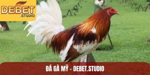đá gà Mỹ