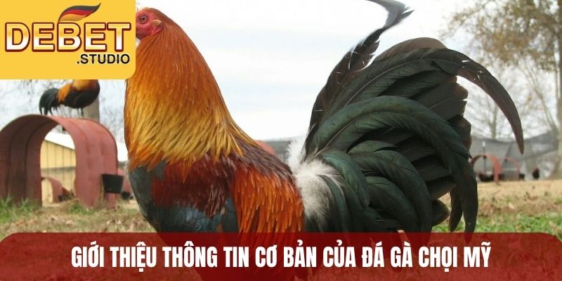 Giới thiệu thông tin cơ bản của đá gà chọi Mỹ